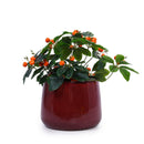 4 Pieces Planter Pot, Indoor Outdoor Flowerpot For Patio, Garden, Or Windowsills - Bean Paste Red by Unique Piece Furniture