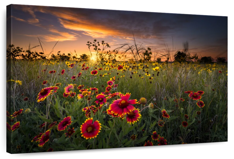 Dawn At Flower Field Wall Art