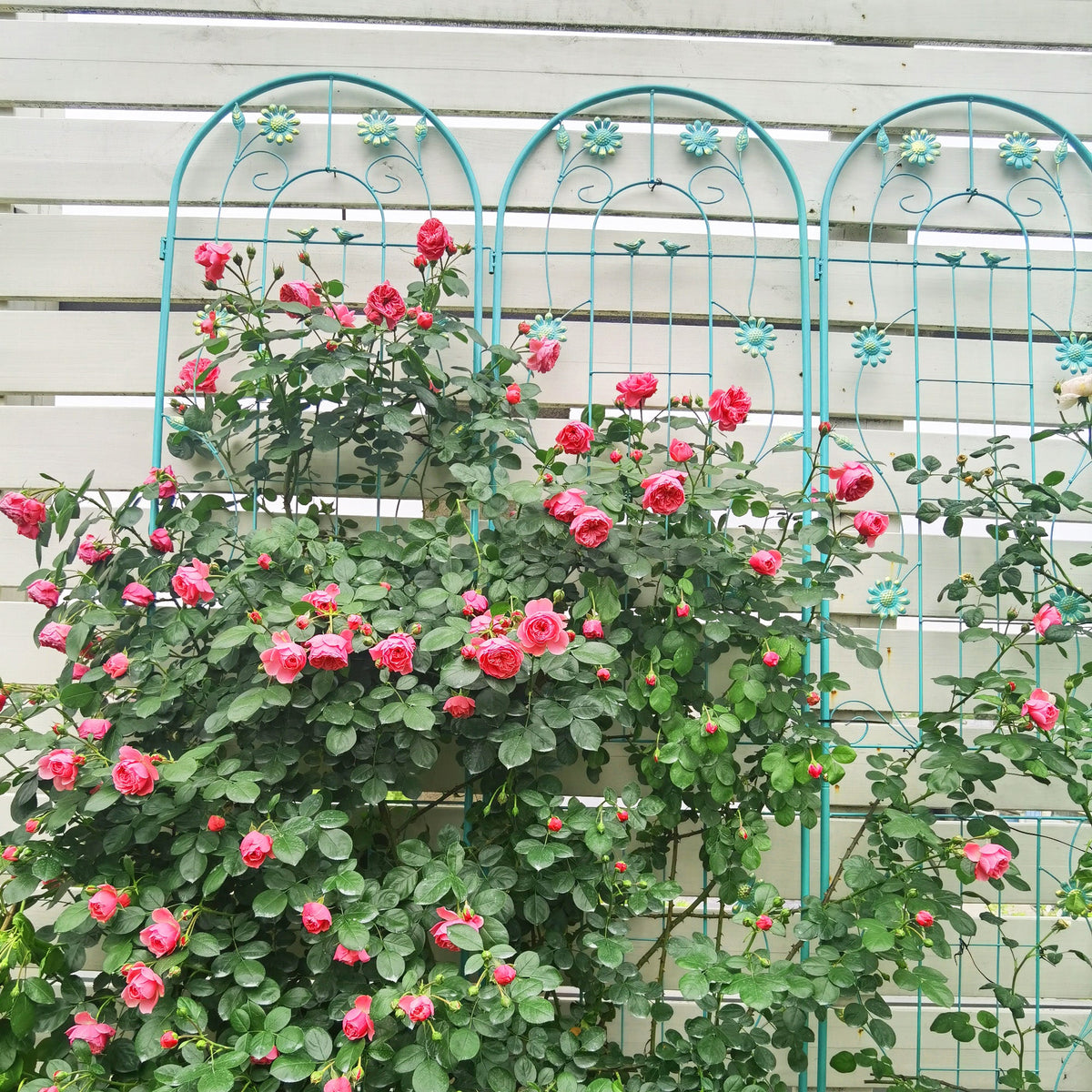 2 Pack Metal Garden Trellis 86.7" x 19.7", photo 9 of 10