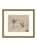 Botanical Thoughts IV