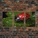 Lady Bug Wall Art, Insect Art Print, Nature Art, Canvas Print, Wall Art, 3 Piece Wall Art, Dorm Room Art, Living Room Prints, Office Prints