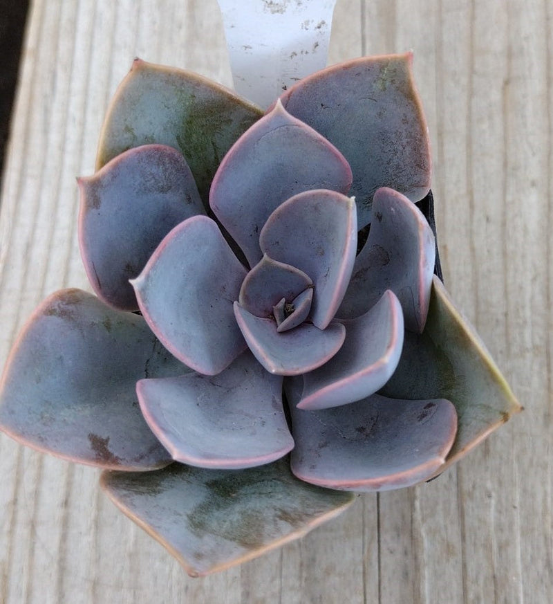 #1 Echeveria Perle von Nurnberg