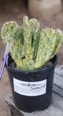 1 GAL Opuntia Hybrid Sunburst