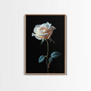 Still Life Photograph of a White Rose, Framed Canvas Print, Rose Painting, Rose Decor, Rose Wall Art, Mother's Day Gift Idea, Flower Wall Art