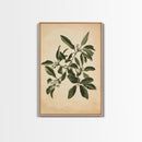 Mistletoe Canvas Print - Framed Canvas - Minimalist Christmas Art - Boho Christmas Art - Rustic Christmas Art