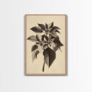 Vintage Poinsetta Canvas Print - Framed Canvas - Minimalist Christmas Art - Boho Christmas Art - Rustic Christmas Art