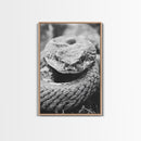 Rattlesnake Face, Coiled Closeup, Venomous Gaze, Canvas Print, Macro Wildlife Wall Art, Reptile Decor, Intense Black White Photography