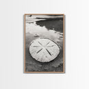 Sand Dollar, Coastal Shore, Ocean Shell Print, Canvas Print, Beachcomber Wall Art, Seaside Bathroom Decor, Nautical Nature Photography