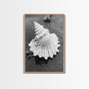 Spiral Shell, Beach Texture, Nature Closeup, Sea Whisper Framed Canvas Print, minimalist beach wall art, boho coastal kitchen decor