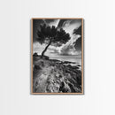Wind Bent Tree, Coastal Cliff, Solitary Beauty, Canvas Print, Nature Photography Wall Art, Minimalist Earthy Decor, Moody Landscape
