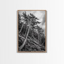 Windy Pines, Forest Landscape, Nature Photography, Framed Canvas Print, Rustic Wall Art, Cabin Decor, Minimalist Art, Fall Home Style
