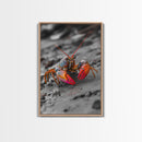 Colorful Lobster, Beach Wildlife, Close-Up Macro Art, Framed Canvas Print, Kitchen Wall Art, Coastal Marine Decor, Vibrant Style