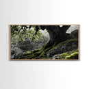 Mossy Oak Tree, oak tree art, nature wall art, rustic art, botanical prints, green wall art, extra wide art, Framed Canvas Print