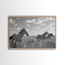 Fine Art Framed Canvas Print, Metal Art, Black & White Photo of Wild Mustangs, Horse Art, American Horses Landscape / Nature / Wildlife Art