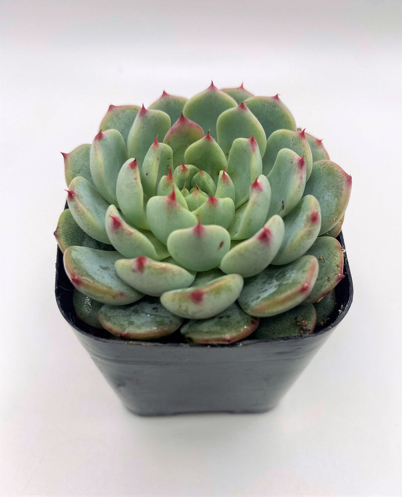 #10 Echeveria Minima