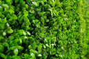 Sample Panel – Bright Boxwood Green Wall (Small Sample) by Designer Plants USA