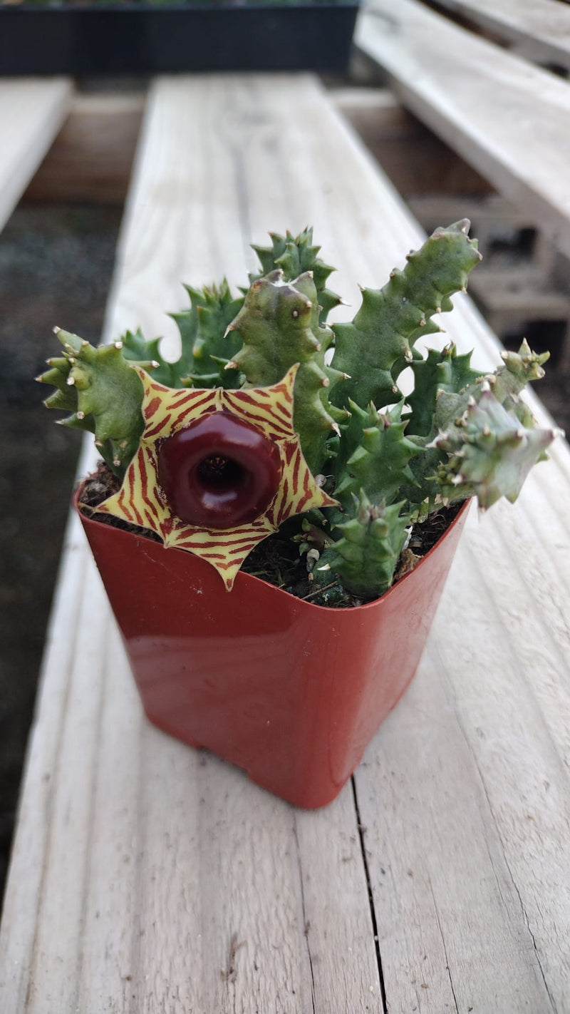 #102 Huernia zebrina "Lifesaver Plant"