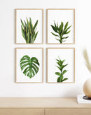 Plant Photo
