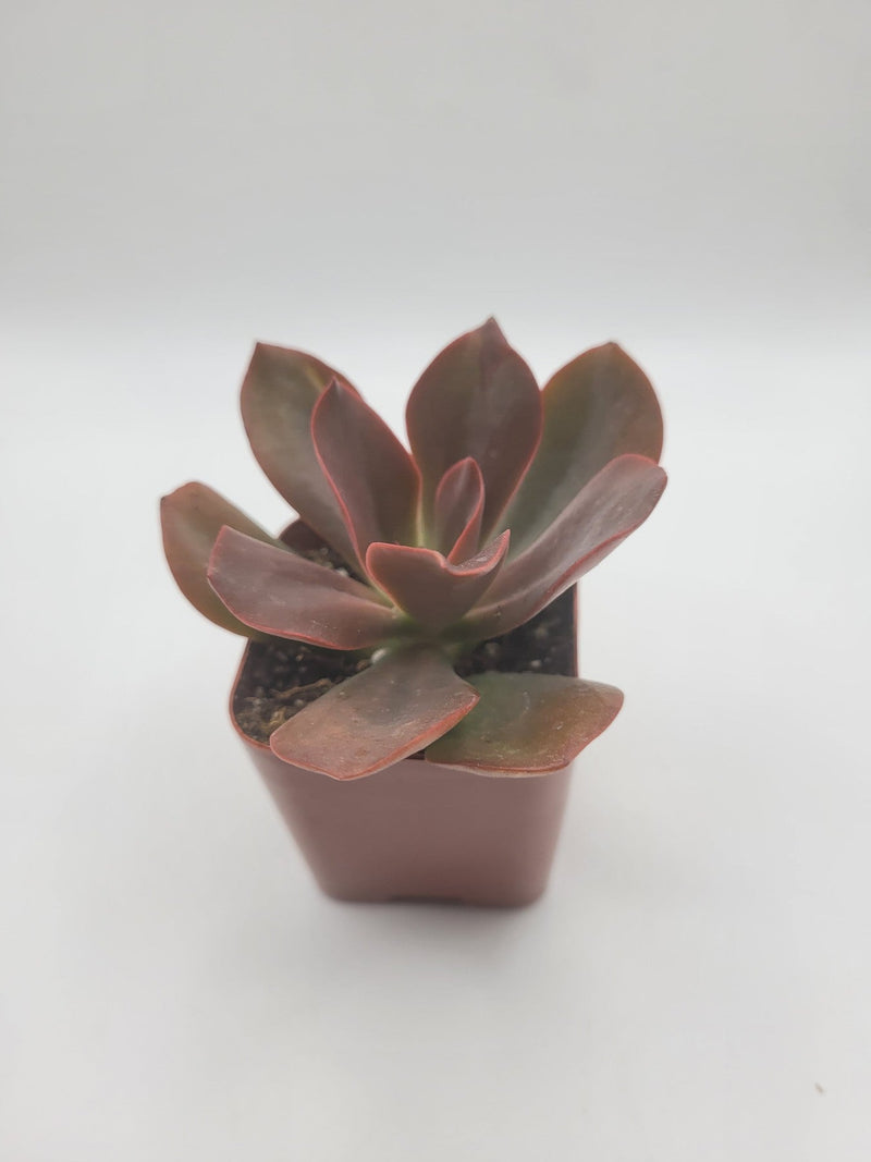 #106 Echeveria