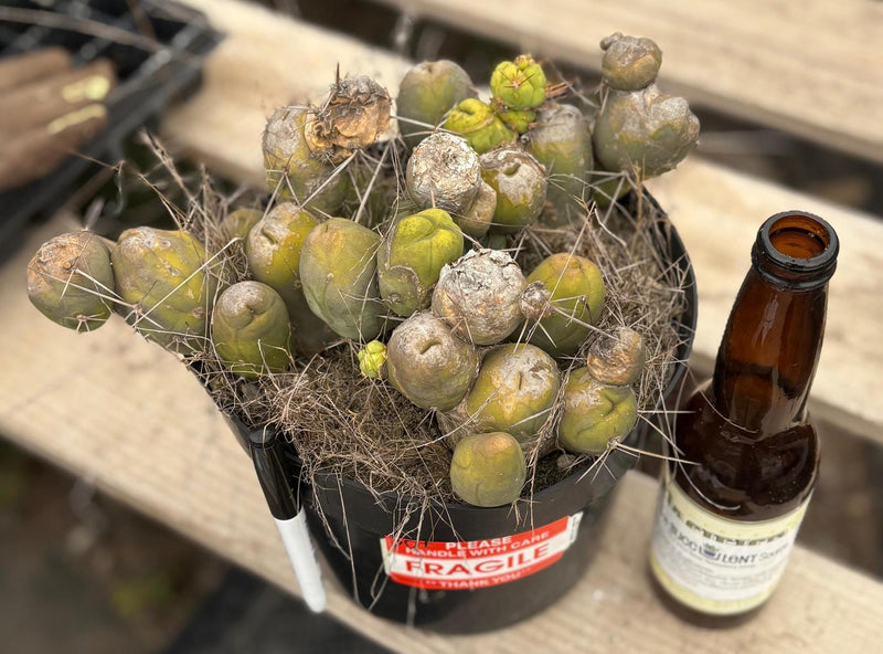 #EC39 EXACT Trichocereus Bridgesii Monstrose TBM Cactus 30+ segments
