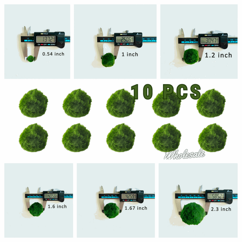 Marimo Moss Balls For Aquarium 2-3 Year 3-4cm Moss Balls: 5/10/20/50PCS Kokedama Japanese Algae Ball Wholesale