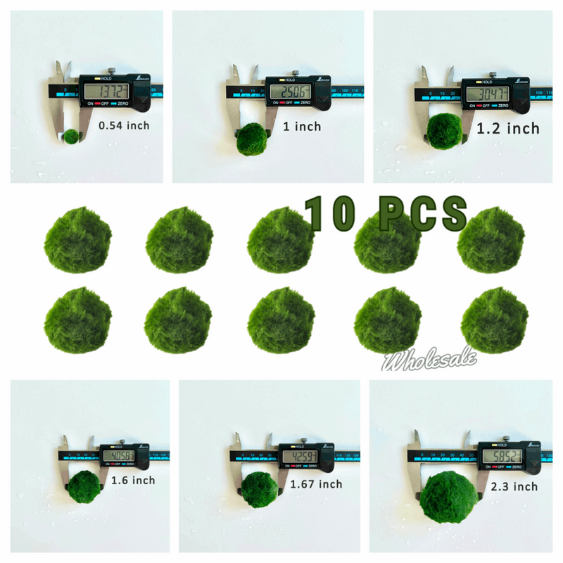 Marimo Moss Balls For Aquarium 3 Month 0.5-0.8cm Marimo Moss Balls: 5/10/20/50PCS Kokedama Japanese Algae Ball Wholesale