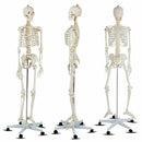 Medical School Human Anatomy Class Life-size Skeleton Model by LJGDeals