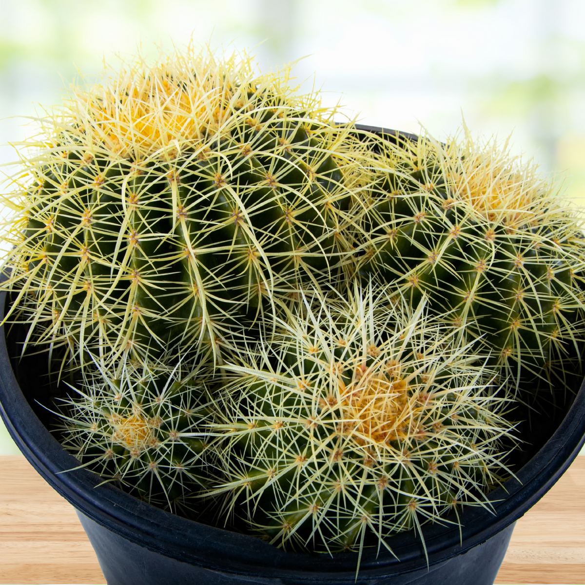 Golden Barrel Cactus, photo 9 of 12