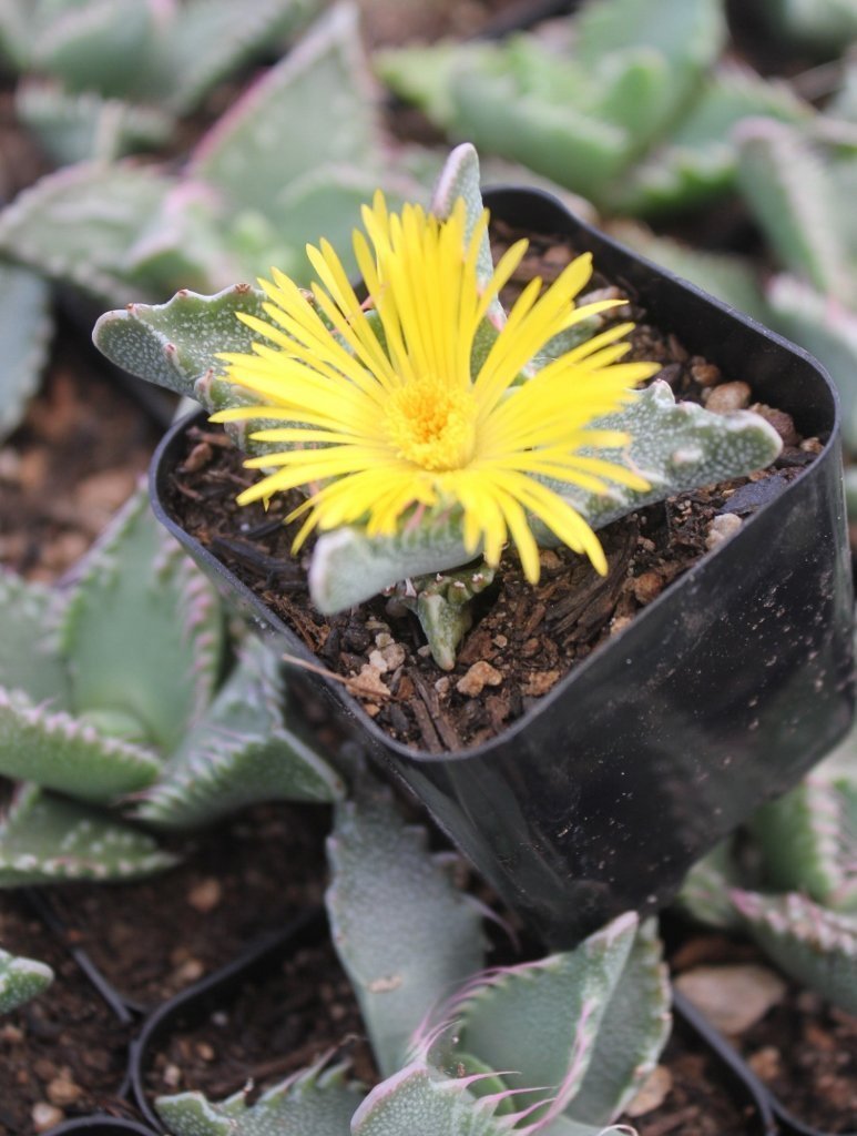 #11 Faucaria Tiger Jaw