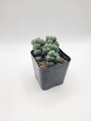 #110 Corpuscularia Lehmannii 2"