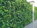 Sample Panel – Spring Sensation Green Wall (Small Sample) by Designer Plants USA