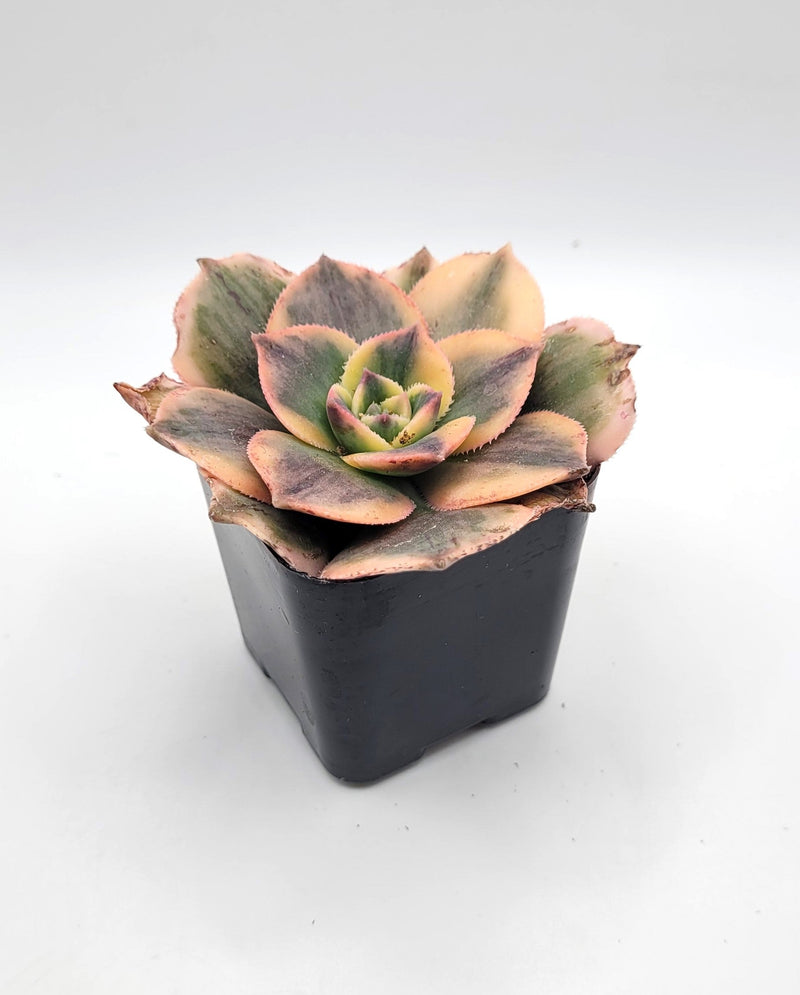 #111 Aeonium Sunburst