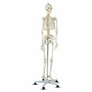 Medical School Human Anatomy Class Life-size Skeleton Model by LJGDeals
