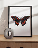 Red butterfly