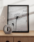 Gray dandelion