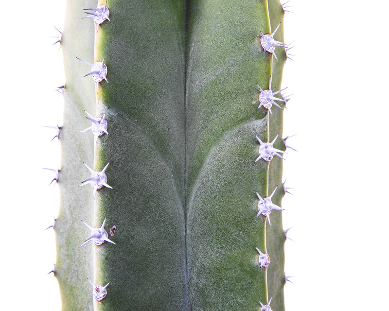 Senita Cactus