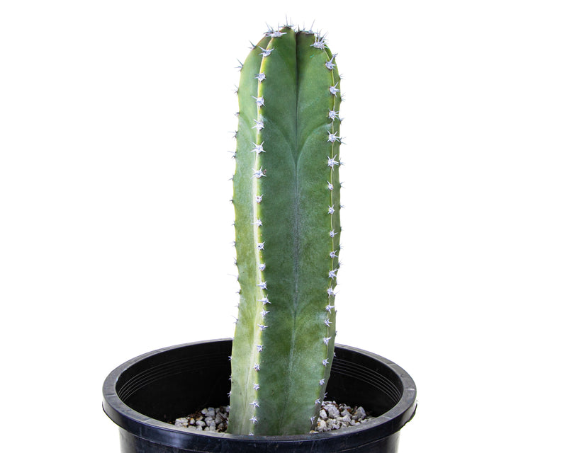 Senita Cactus
