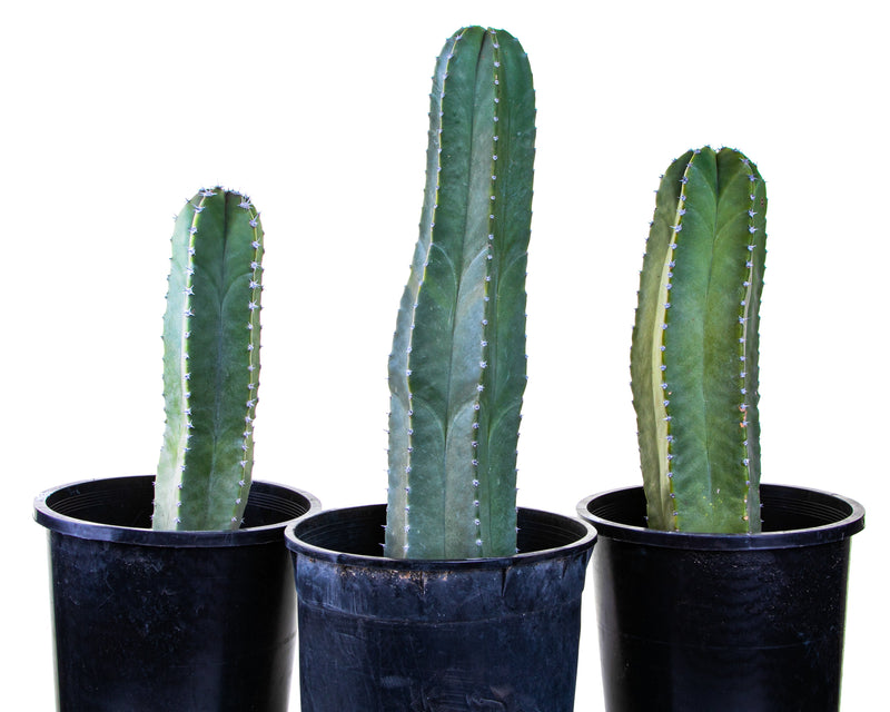 Senita Cactus