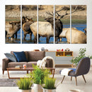 Wild Elk Wall Art Canvas Print – Framed Neutral Wildlife