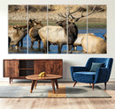 Wild Elk Wall Art Canvas Print – Framed Neutral Wildlife