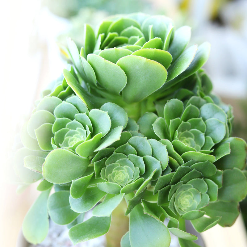 Aeonium Green Platters