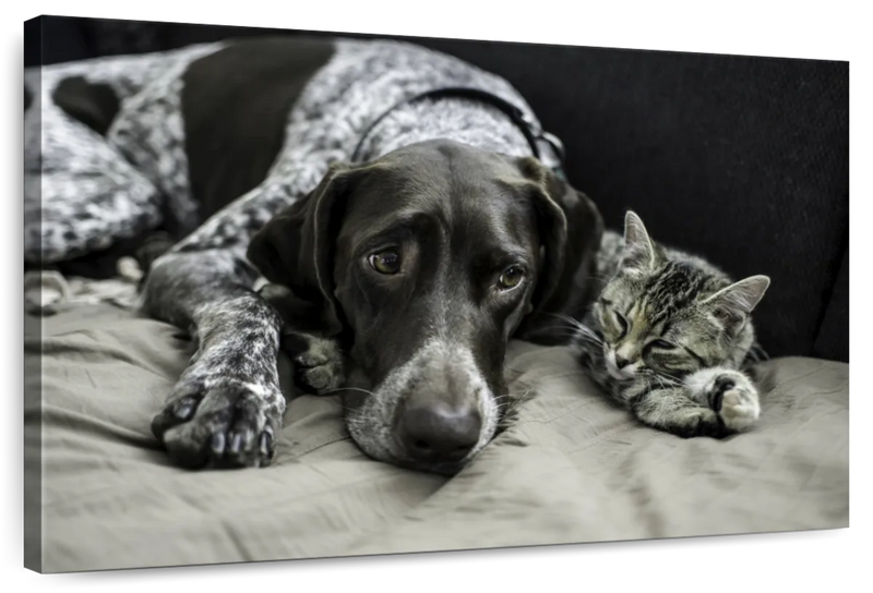 Dog And Cat Friends Wall Art