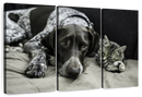 Dog And Cat Friends Wall Art
