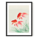 Two Veil Goldfish