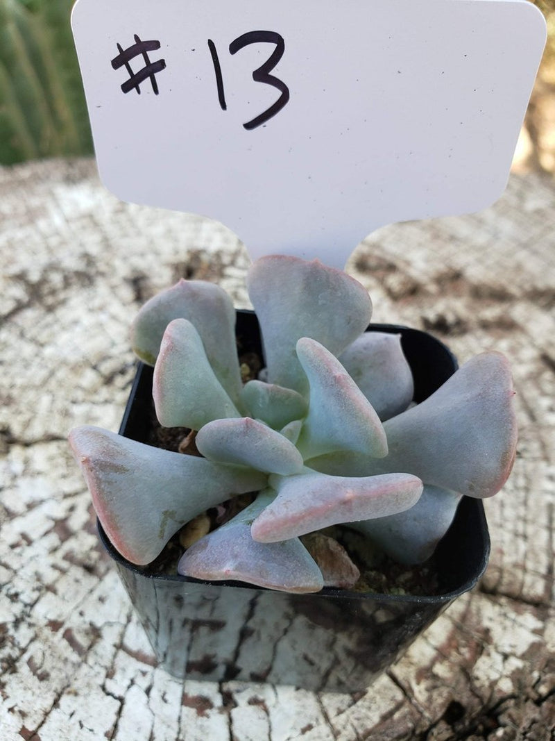 #13 Echeveria Cubic Frost