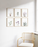 Green lavender plant