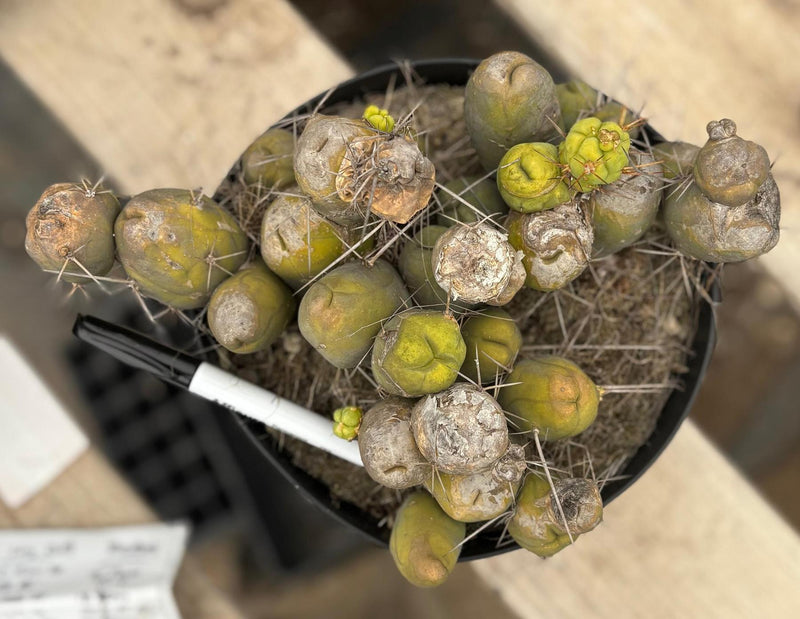 #EC39 EXACT Trichocereus Bridgesii Monstrose TBM Cactus 30+ segments