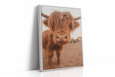 Sweet Stare from the Highland Pasture
