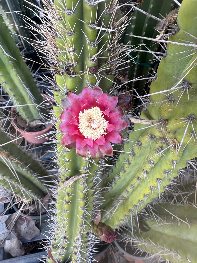 #EC75 EXACT Castellanosia / Browningia Caineana cactus cutting