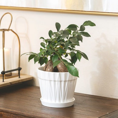 8 inch Decorative Ceramic Pot With Saucer